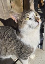 Lost Male Cat last seen Beltzville lake, Polk Township, PA 18058