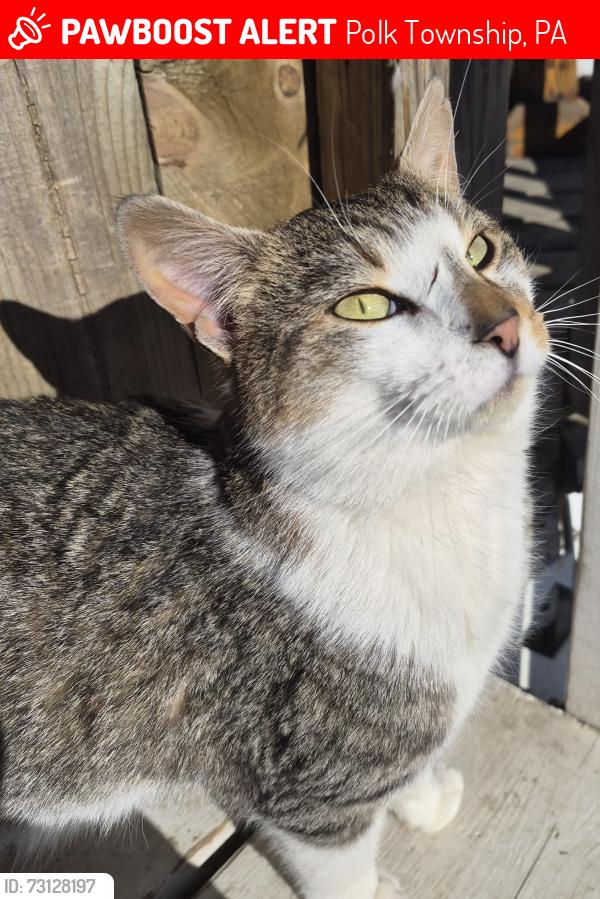 Lost Male Cat last seen Beltzville lake, Polk Township, PA 18058
