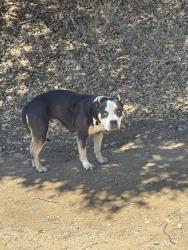 Found/Stray Female Dog last seen SanJuan Grade rd, Salinas, CA 93906
