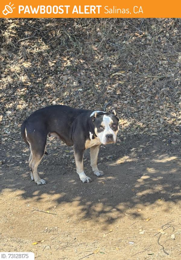 Found/Stray Female Dog last seen SanJuan Grade rd, Salinas, CA 93906