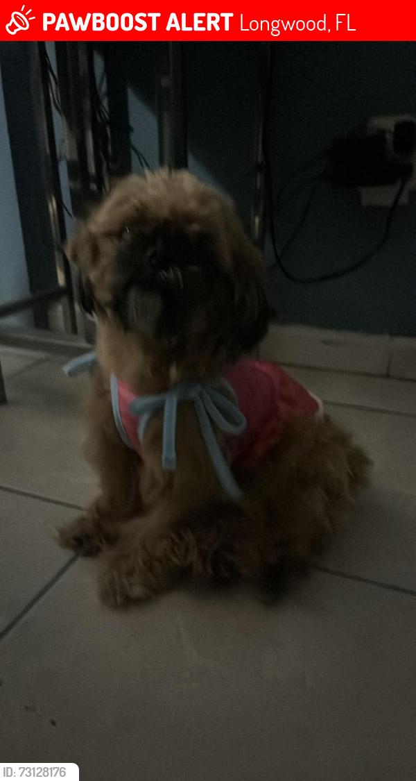 Lost Female Dog last seen Near church Ave Longwood, Longwood, FL 32750