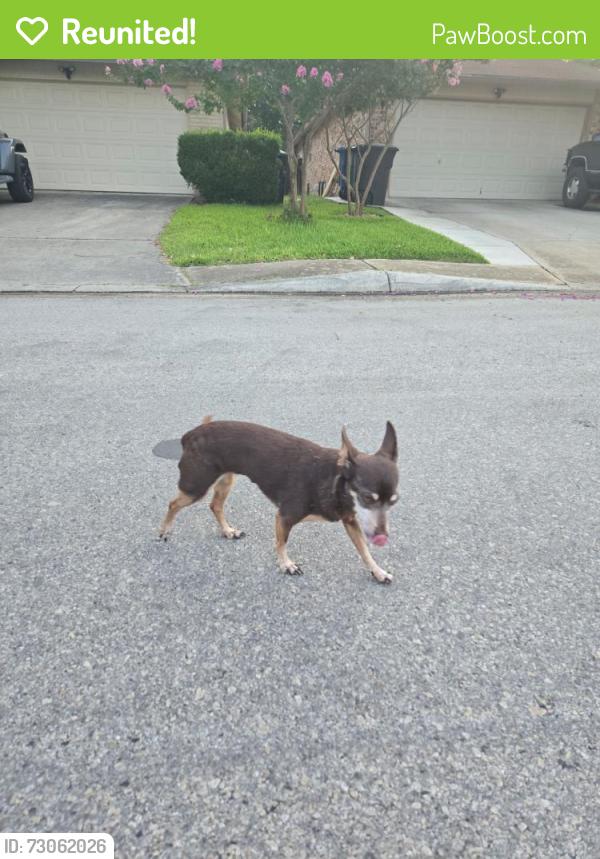 Reunited Unknown Dog last seen Cedar gray & spring time, San Antonio, TX 78249