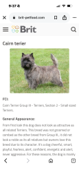 Reunited Male Dog last seen South Cooper/Harris/Turner Way, Arlington, TX 76001