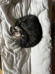 Reunited Male Cat last seen Balmoral circus park, Calgary, AB T2M 0Y2
