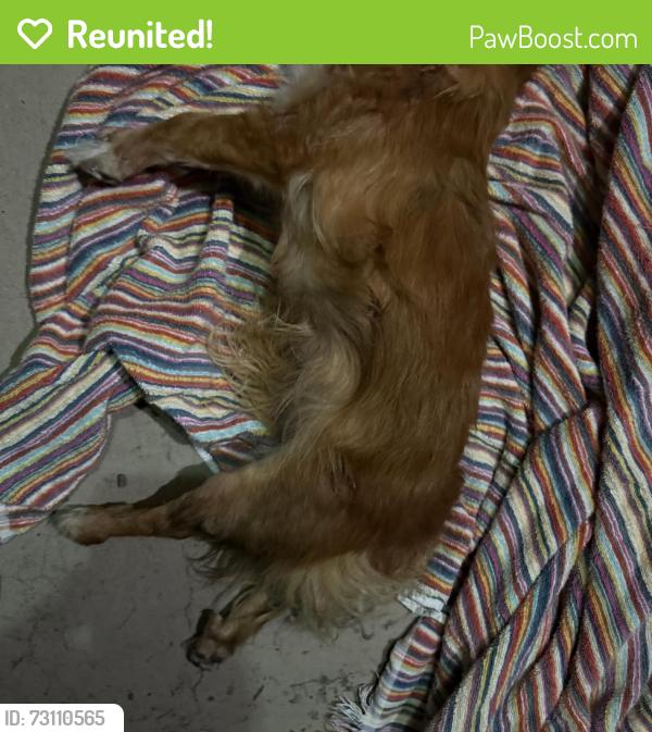 Reunited Female Dog last seen Wyoming b/w constitution & Indian school, Albuquerque, NM 87110