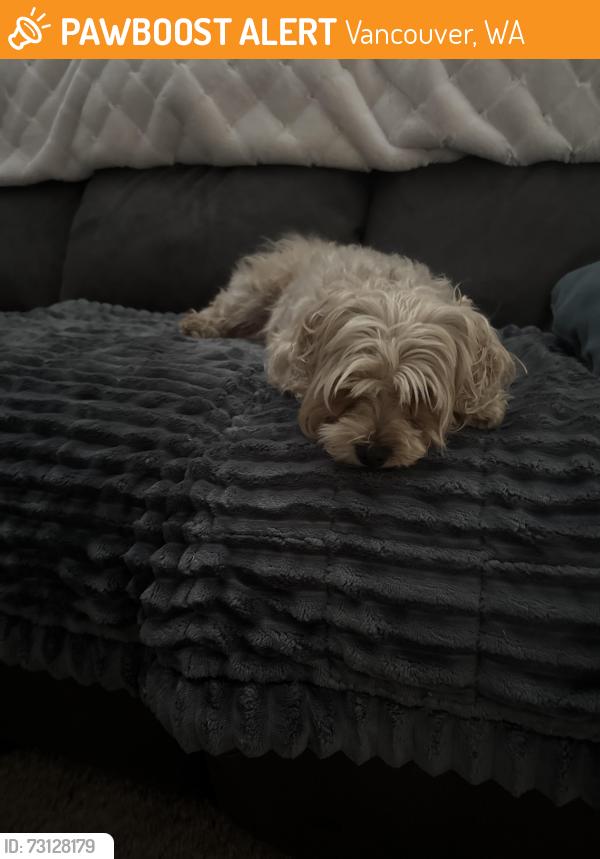 Found/Stray Unknown Dog last seen St Helens, Vancouver, WA 98664