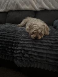 Found/Stray Unknown Dog last seen St Helens, Vancouver, WA 98664