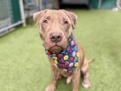 Shelter Stray Male Dog last seen Apt 12B,705 Gerard Crescent, BRONX, NY, 10451, 326 E 110th St, New York, NY 10029, USA
