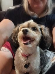 Reunited Female Dog last seen Lee Road and Collins blvd, Covington, LA 70433