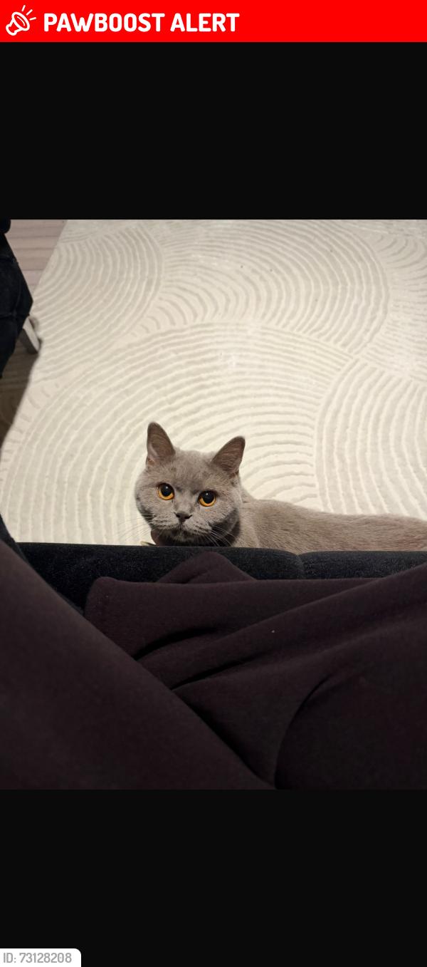Lost Female Cat last seen Near Upton park/bolyen bus stop, Greater London, England E13 9DA