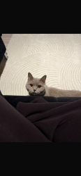 Lost Female Cat last seen Near Upton park/bolyen bus stop, Greater London, England E13 9DA