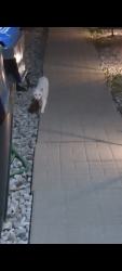 Found/Stray Unknown Cat last seen Nestling Grove, Mississauga, ON 