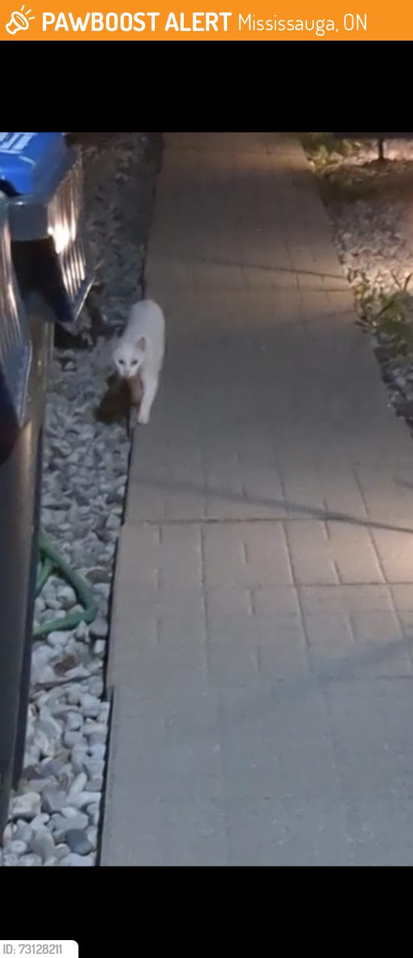 Found/Stray Unknown Cat last seen Nestling Grove, Mississauga, ON 