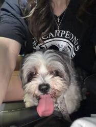 Reunited Unknown Dog last seen Roundabout on Flagstaff & dodd, Lakeville, MN 55044