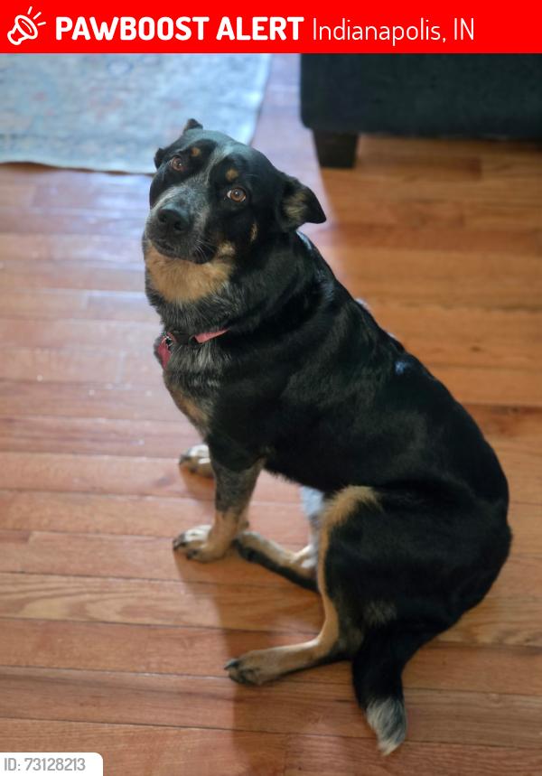 Lost Female Dog last seen Lockwood Lane/ Banta Road/135, Indianapolis, IN 46217