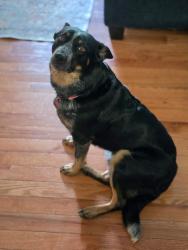 Lost Female Dog last seen Lockwood Lane/ Banta Road/135, Indianapolis, IN 46217