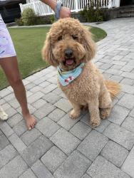 Reunited Male Dog last seen Bushard and Hamilton, Huntington Beach, CA 92646