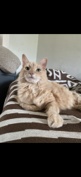 Lost Male Cat last seen Bison Ave and Coyote Ave, Norfolk, VA 23518