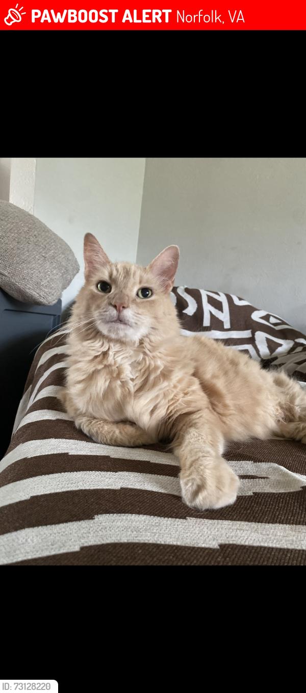 Lost Male Cat last seen Bison Ave and Coyote Ave, Norfolk, VA 23518