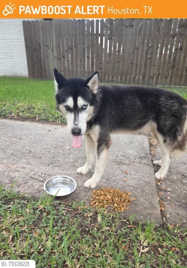 Found/Stray Unknown Dog last seen TC Jester/Victory Dr, Houston, TX 77088