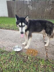 Found/Stray Unknown Dog last seen TC Jester/Victory Dr, Houston, TX 77088