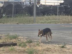 Reunited Unknown Dog last seen Near Yolanda Ave, Santa Rosa, CA 95404, USA, Santa Rosa, CA 95404