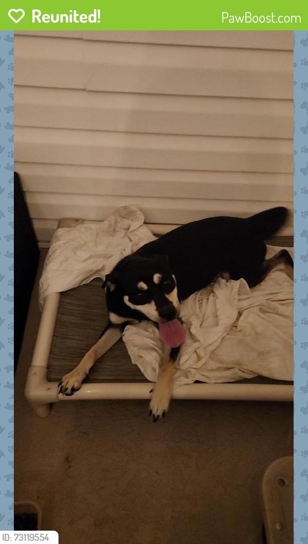 Reunited Female Dog last seen Forbes Road and Bob Head Road., Hillsborough County, FL 33565