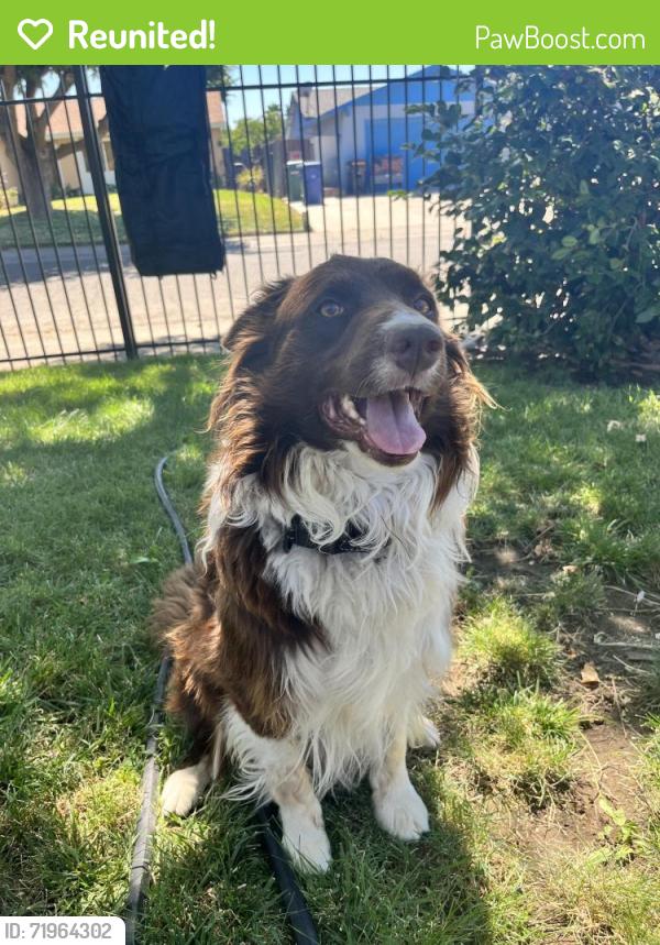Reunited Male Dog last seen Antelope and Walerga, North Highlands, CA 95660
