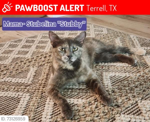 Lost Female Cat last seen County Road 2450, Terrell, TX 75160
