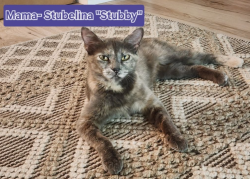 Lost Female Cat last seen County Road 2450, Terrell, TX 75160