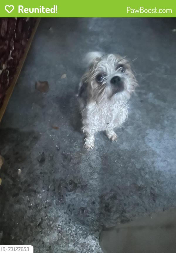 Reunited Male Dog last seen Brownswood, Charleston County, SC 29455