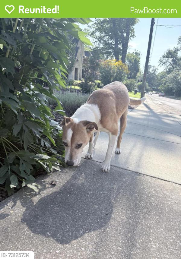 Reunited Male Dog last seen Montevallo road, Mountain Brook, AL 35213