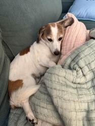Lost Female Dog last seen Near Thompson Ave, Mountain View, CA 94043