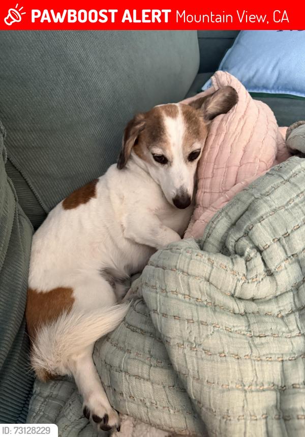 Lost Female Dog last seen Near Thompson Ave, Mountain View, CA 94043