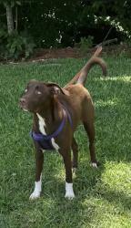 Lost Female Dog last seen First broad river HWY 18, Shelby, NC 28152