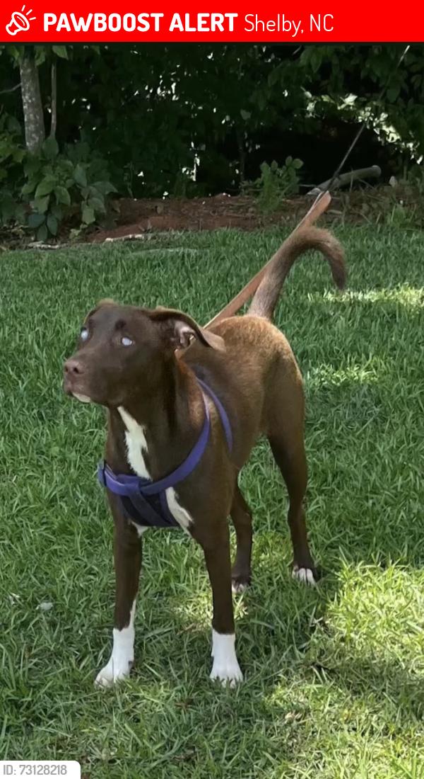 Lost Female Dog last seen First broad river HWY 18, Shelby, NC 28152