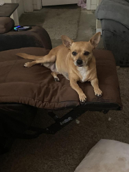 Reunited Female Dog last seen Kristina Lake camp ground, Santa Rosa County, FL 32570