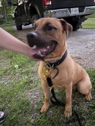 Reunited Male Dog last seen Mountsberg Conservation Area, Hamilton, ON L8B 0Z1