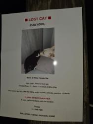 Lost Female Cat last seen 71st ave 60st Pinellas park, Pinellas Park, FL 33781