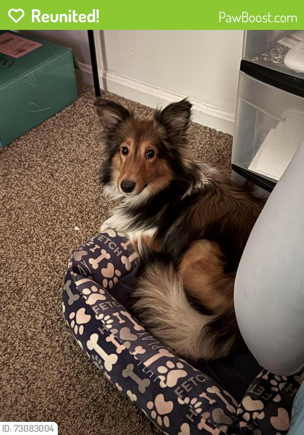 Reunited Female Dog last seen Kroger in Moraine, Dayton, OH 45459