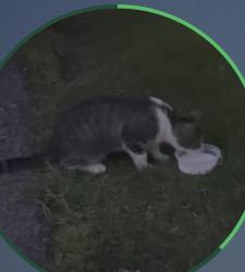 Found/Stray Unknown Cat last seen Beside 1587 building in the parking lot, Laval, QC H7N 4Z7