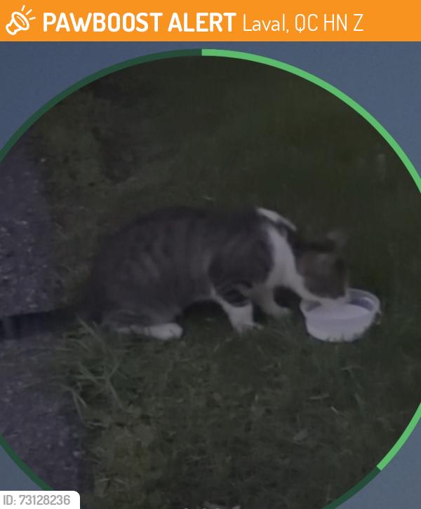 Found/Stray Unknown Cat last seen Beside 1587 building in the parking lot, Laval, QC H7N 4Z7