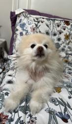 Reunited Male Dog last seen Near corte helena ave, Chula Vista, CA 91910