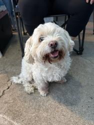 Reunited Male Dog last seen Hilltop Drive, San Diego, CA 92102