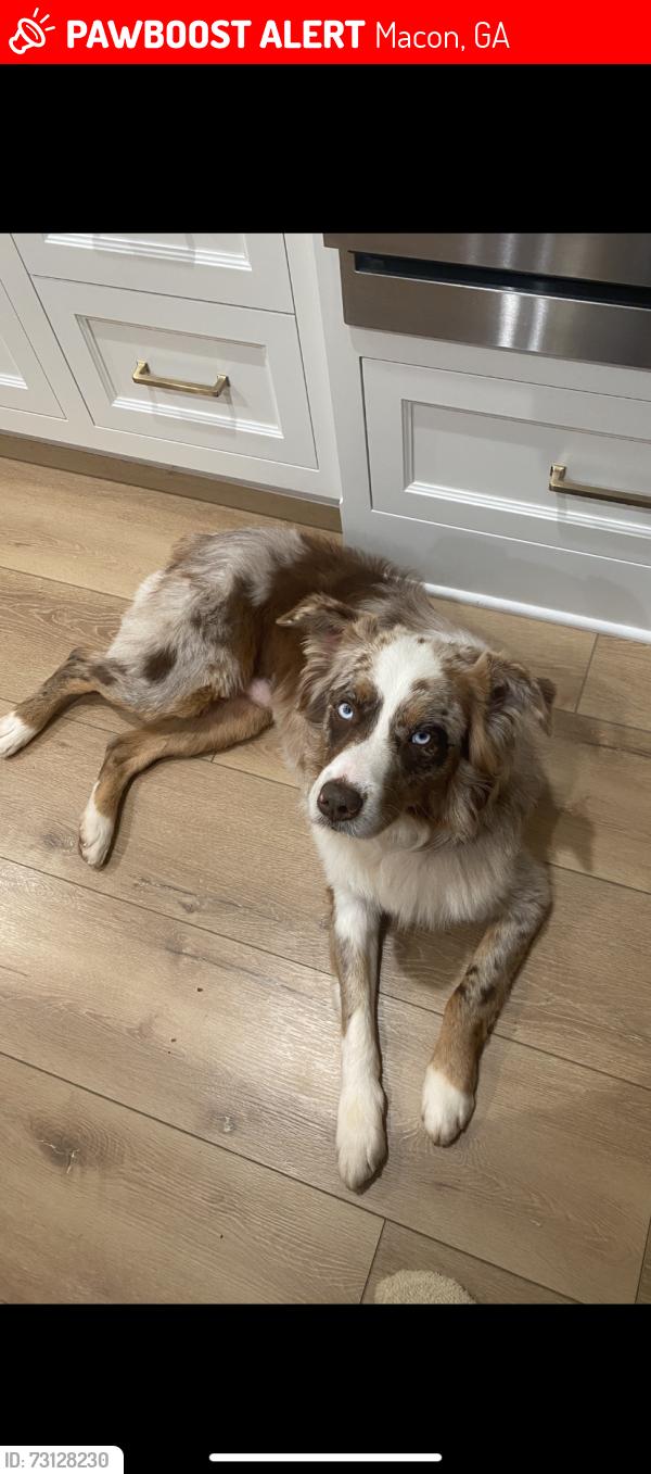 Lost Male Dog last seen Wesleyan woods drive on Rivoli road side, Macon, GA 31210