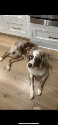 Lost Male Dog last seen Wesleyan woods drive on Rivoli road side, Macon, GA 31210