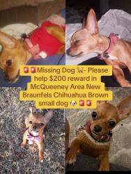Reunited Female Dog last seen Near new Braunfels McQueeney, New Braunfels, TX 78130