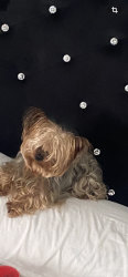 Reunited Male Dog last seen Rimon, Houston, TX 77042