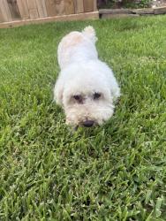 Reunited Male Dog last seen Weston Lakes, TX, Weston Lakes, TX 77441