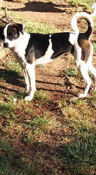 Reunited Female Dog last seen Wren school rd and hwy 81, Easley, SC 29641
